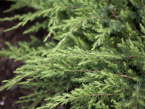 Juniperus conferta 'Schlager' Juniperus conferta 'Schlager'