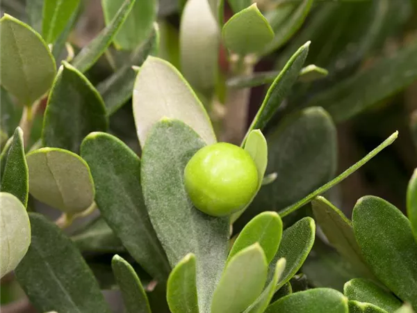 Olea europaea 'Leccino' Olea europaea 'Leccino'