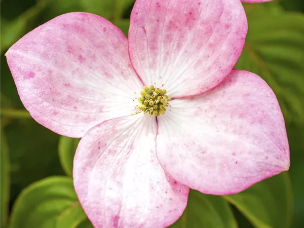 Cornus kousa 'Satomi'