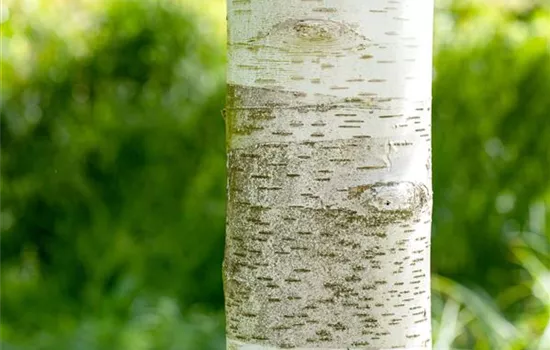 Betula utilis