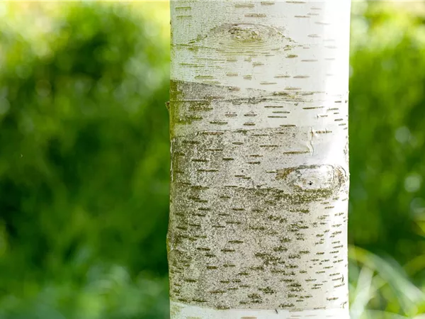Betula utilis Betula utilis