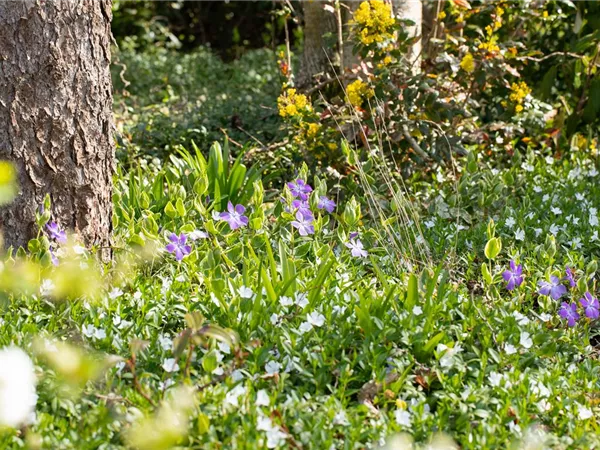 Bodendeckende Stauden für eine flächige Begrünung
