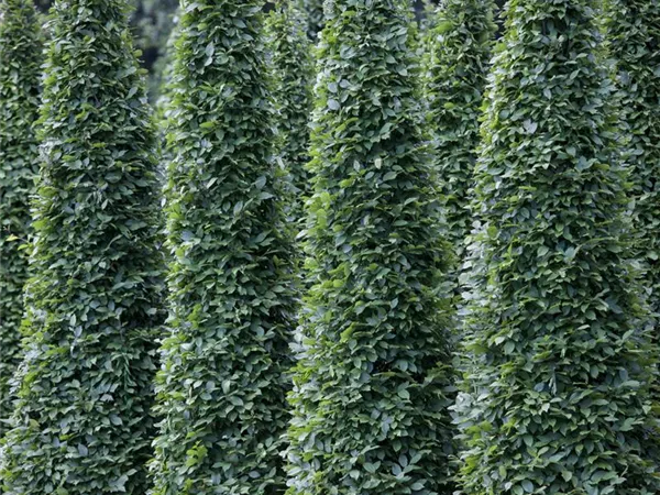 Carpinus betulus 'Fastigiata' Carpinus betulus 'Fastigiata'