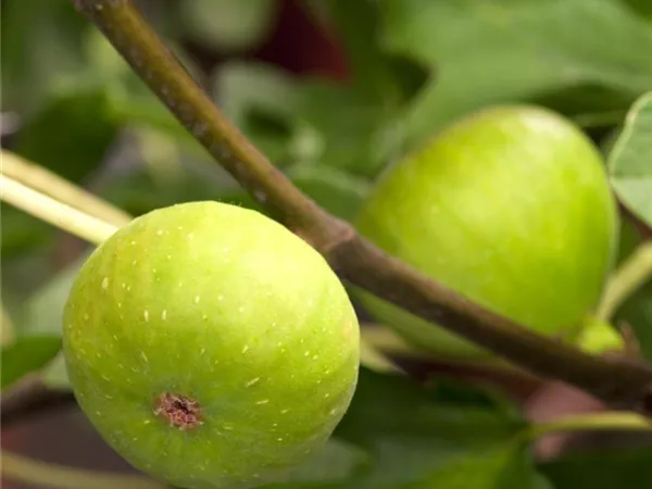 Ficus carica 'Brown Turkey' Ficus carica 'Brown Turkey'