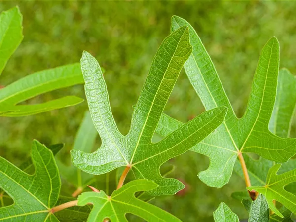 Ficus carica 'Rouge de Bordeaux'