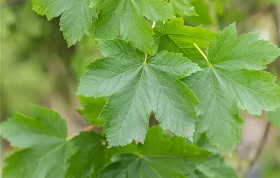 Acer pseudoplatanus 'Bruchem'