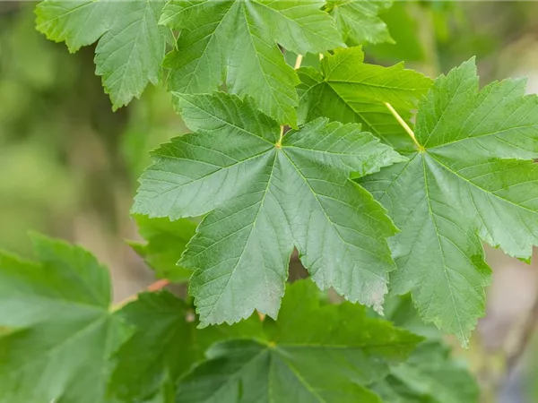 Acer pseudoplatanus 'Bruchem' Acer pseudoplatanus 'Bruchem'