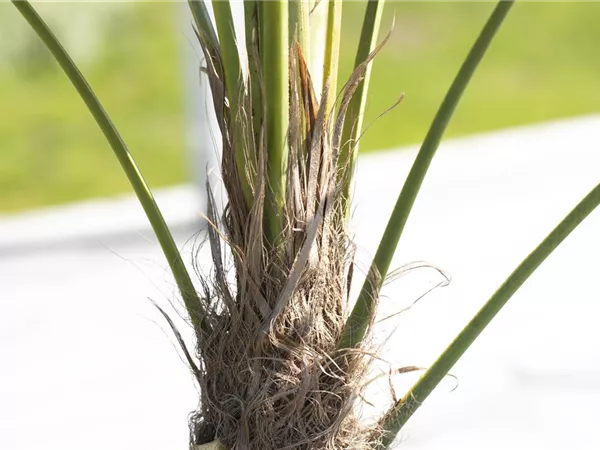 Chamaerops fortunei Chamaerops fortunei