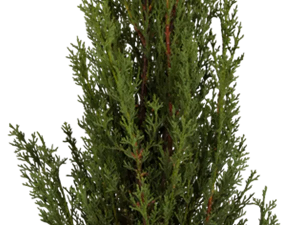 Cupressus semperv 'Pyramidalis' Cupressus semperv 'Pyramidalis'