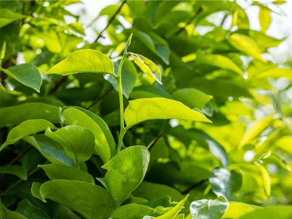 Diospyros kaki 'Vainiglia'