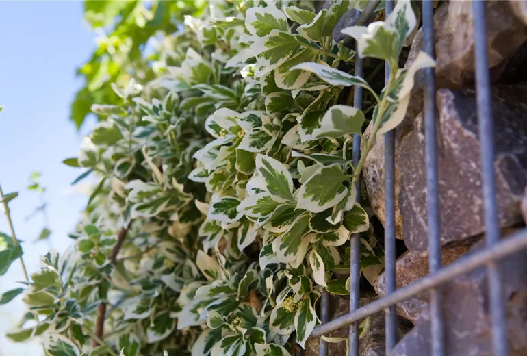 Euonymus fortunei 'Emerald Gaiety'