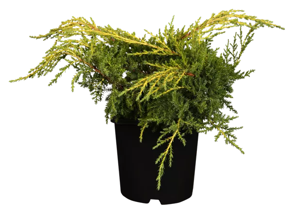 Juniperus media 'Old Star' Juniperus media 'Old Star'