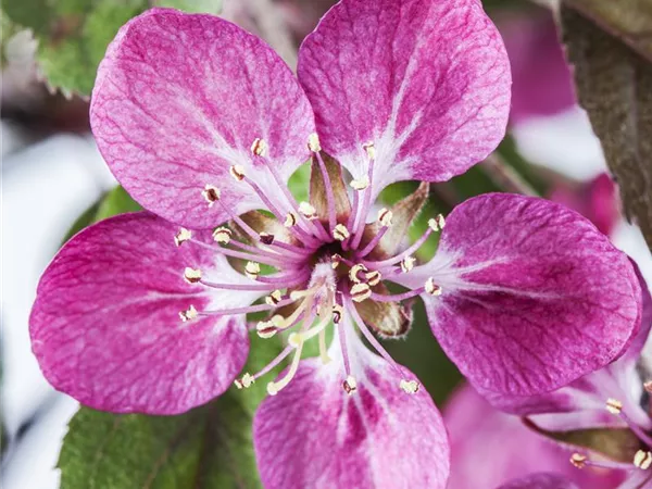 Malus coccinella 'Courtarou' Malus coccinella 'Courtarou'
