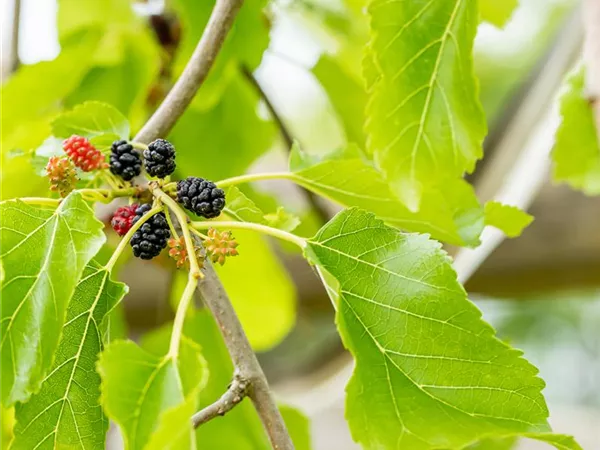 Morus alba 'Penula' Morus alba 'Penula'