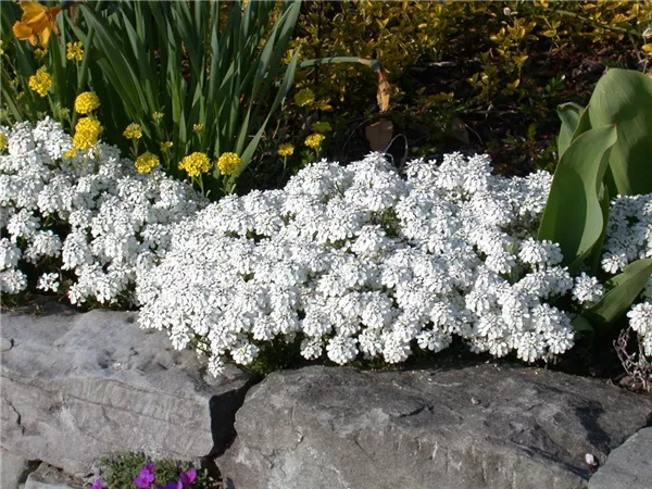 Bodendecker pflanzen und den Garten begrünen