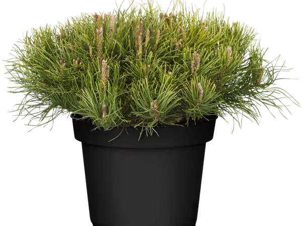 Pinus mugo mughus Pinus mugo mughus