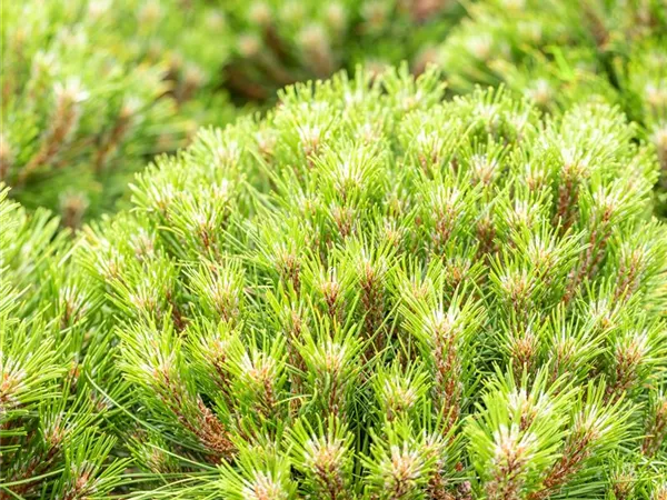 Pinus nigra 'Marie Bregeon' Pinus nigra 'Marie Bregeon'