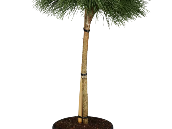 Pinus nigra 'Pierrick Bregeon' Pinus nigra 'Pierrick Bregeon'