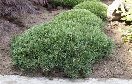 Pinus strobus 'Nana'