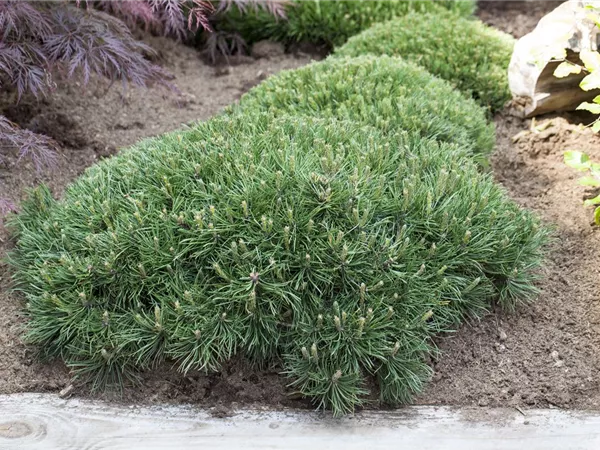 Pinus strobus 'Nana'