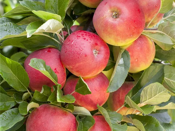 Malus domestica 'Elstar' Malus domestica 'Elstar'