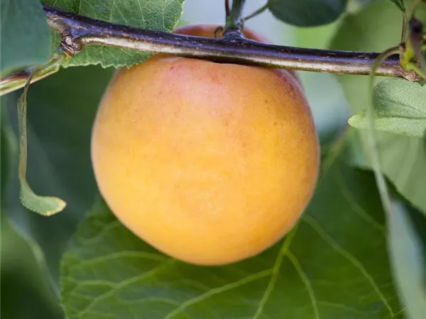Prunus armeniaca 'Goldrich' Prunus armeniaca 'Goldrich'