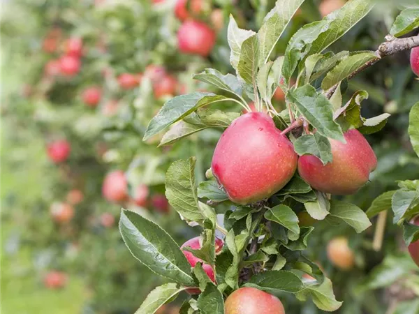 Malus domestica 'Coxcolumnar' -R- Malus domestica 'Coxcolumnar' -R-