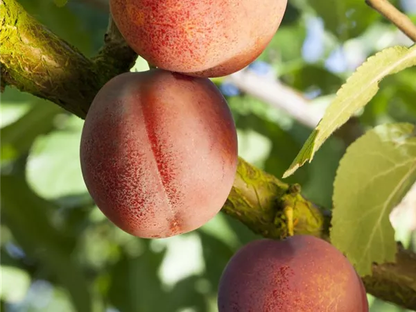 Prunus armeniaca 'Ungarische Beste' Prunus armeniaca 'Ungarische Beste'