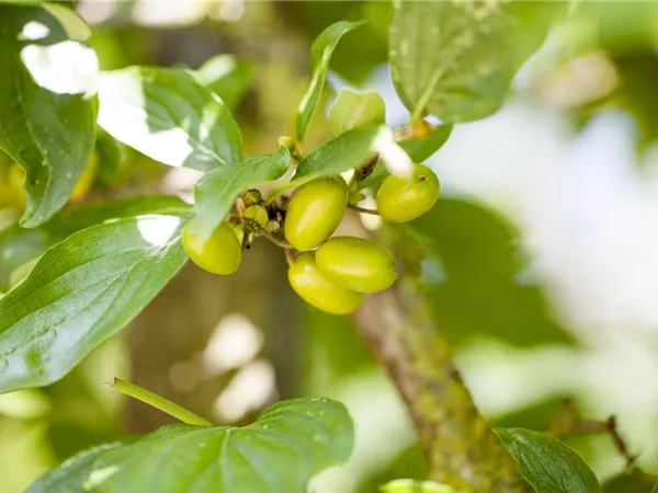Cornus mas 'Jolico' Cornus mas 'Jolico'