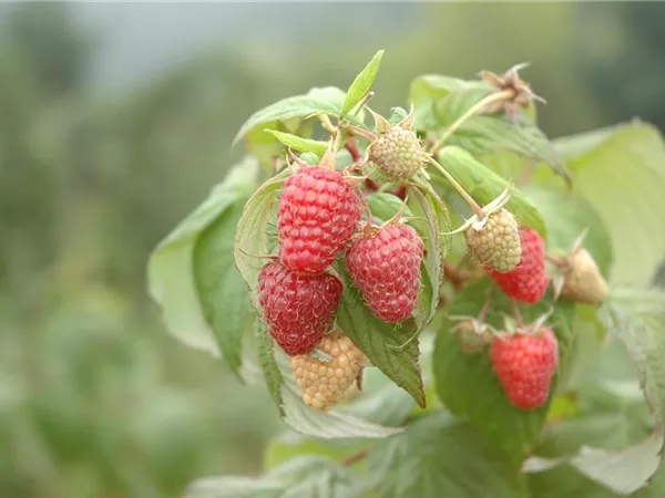 Rubus idaeus 'Schönemann' Rubus idaeus 'Schönemann'