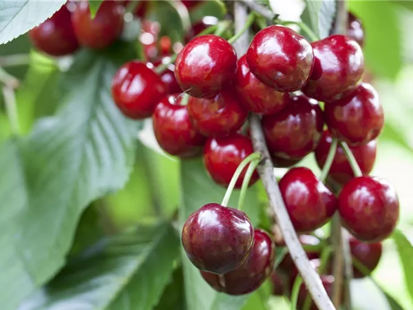 Prunus avium 'Burlat' Prunus avium 'Burlat'