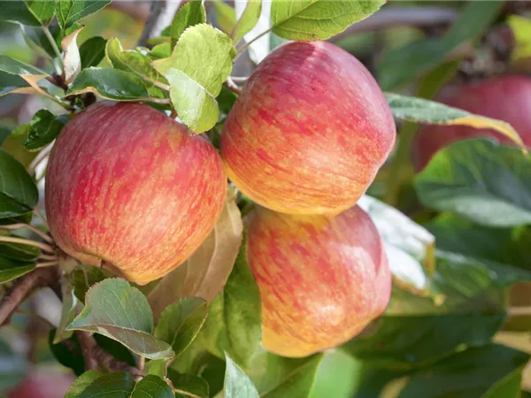 Malus domestica 'Gala'