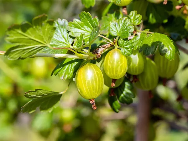 Ribes uva-crispa 'Hinnonmäki gelb'