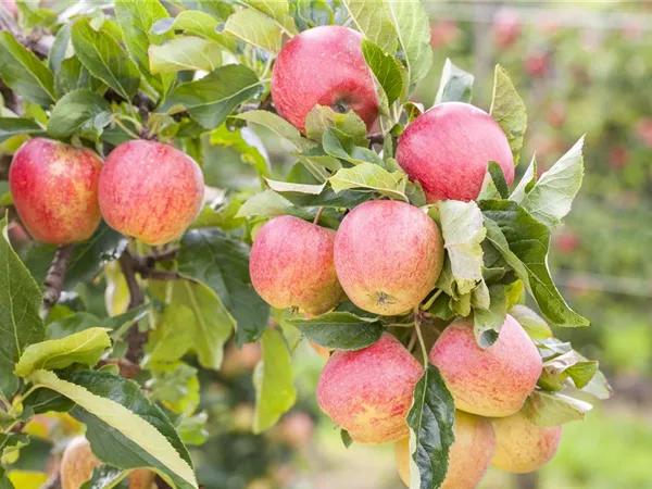 Malus domestica 'Gravensteiner'