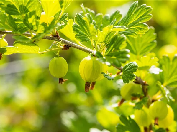 Ribes uva-crispa 'Hinnonmäki grün' Ribes uva-crispa 'Hinnonmäki grün'
