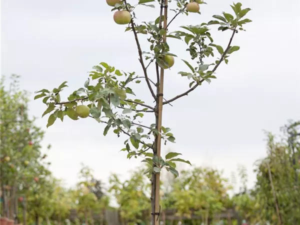 Malus domestica 'Idared' Malus domestica 'Idared'