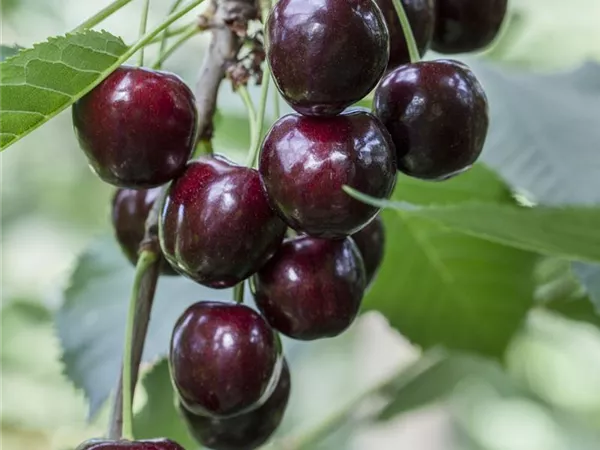 Prunus avium 'Regina'