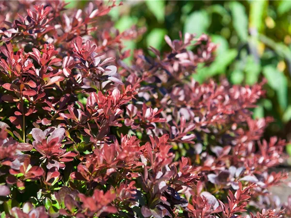 Das Multitalent Berberitze pflanzen und pflegen