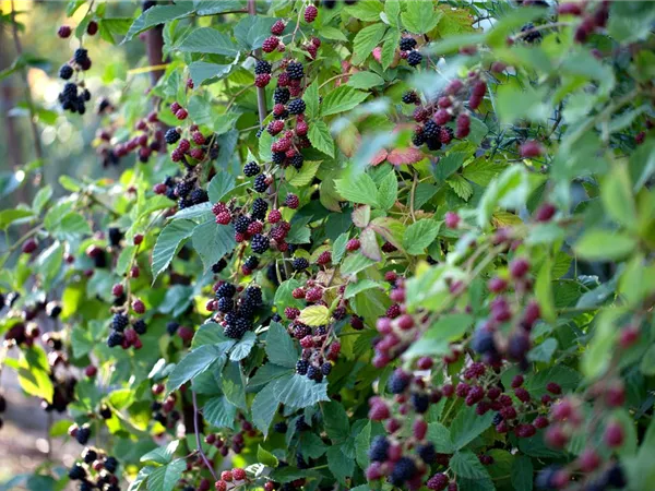 Rubus fruticosus 'Loch Ness' -S-