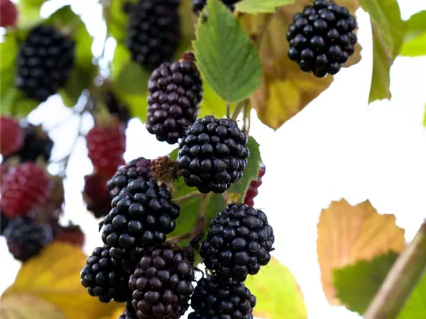 Rubus fruticosus 'Navaho' -R- Rubus fruticosus 'Navaho' -R-