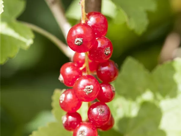 Ribes rubrum 'Jonkheer van Tets' Ribes rubrum 'Jonkheer van Tets'
