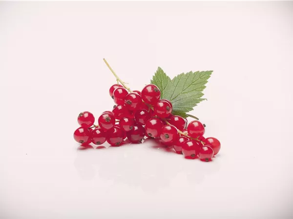 Ribes rubrum 'Rovada'