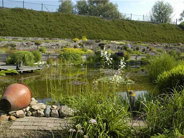 Den Gartenteich bepflanzen mit den schönsten Kandidaten