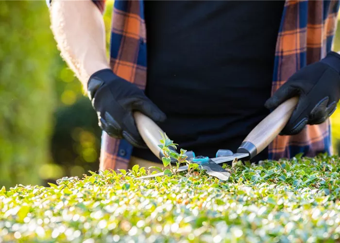 Tipps für den perfekten Rückschnitt im Herbst