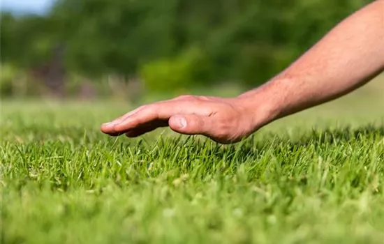 Was es bei der Rasenpflege zu beachten gibt