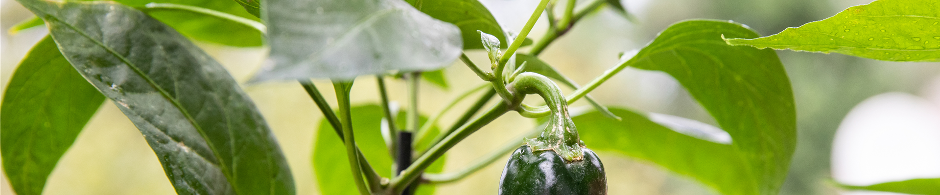 GS623562.jpg GS623562.jpg