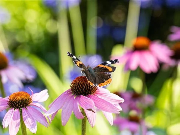 Die 10 schönsten Sommerblumen für den Garten