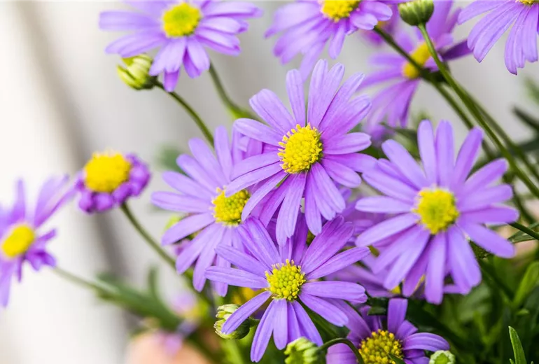 Brachyscome multifida 'Delight Mauve'