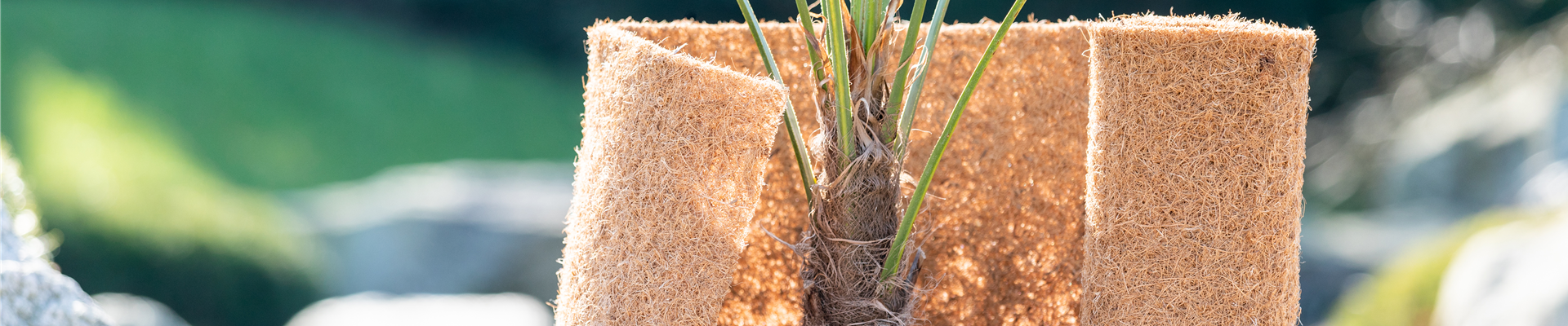 GS733185.jpg GS733185.jpg