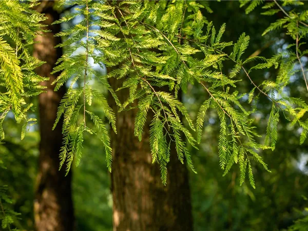 Die beliebtesten Nadelgehölze – Stars mit Nadeln im Garten